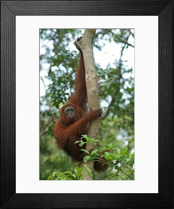 Framed Print : Bornean Orangutan -Pongo pygmaeus-, Tanjung Puting National Park, Central Kalimantan, Borneo, Indonesia Framed Print : Bornean Orangutan -Pongo pygmaeus-, Tanjung Puting National Park, Central Kalimantan, Borneo, Indonesia