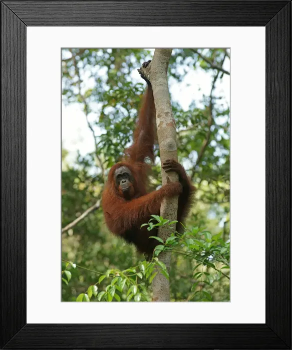 Framed Print : Bornean Orangutan -Pongo pygmaeus-, Tanjung Puting National Park, Central Kalimantan, Borneo, Indonesia Framed Print : Bornean Orangutan -Pongo pygmaeus-, Tanjung Puting National Park, Central Kalimantan, Borneo, Indonesia