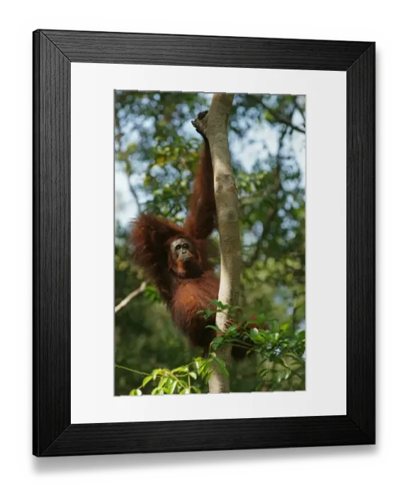 Framed Print : Bornean Orangutan -Pongo pygmaeus-, Tanjung Puting National Park, Central Kalimantan, Borneo, Indonesia Framed Print : Bornean Orangutan -Pongo pygmaeus-, Tanjung Puting National Park, Central Kalimantan, Borneo, Indonesia
