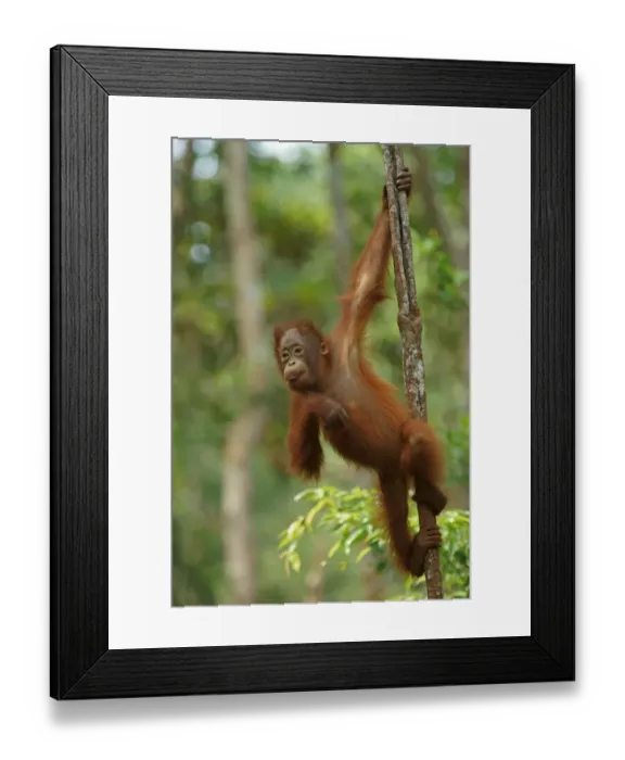 Framed Print : Bornean Orangutan -Pongo pygmaeus-, young, Tanjung Puting National Park, Central Kalimantan, Borneo, Indonesia Framed Print : Bornean Orangutan -Pongo pygmaeus-, young, Tanjung Puting National Park, Central Kalimantan, Borneo, Indonesia