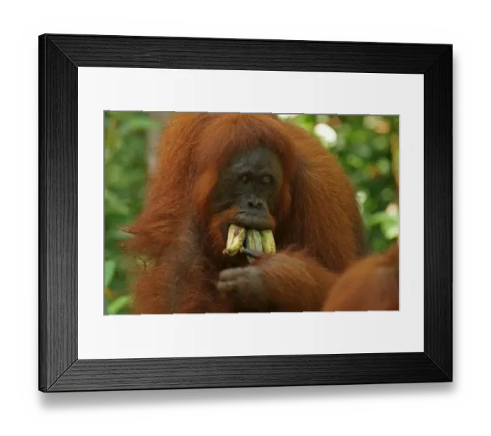 Framed Print : Bornean Orangutan -Pongo pygmaeus-, Tanjung Puting National Park, Central Kalimantan, Borneo, Indonesia Framed Print : Bornean Orangutan -Pongo pygmaeus-, Tanjung Puting National Park, Central Kalimantan, Borneo, Indonesia