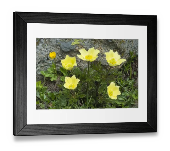 Framed Print : Alpine Anemones or Sulphur Anemones -Pulsatilla alpina ssp. Alpiifolia-, Kaunertal valley, Tyrol, Austria Framed Print : Alpine Anemones or Sulphur Anemones -Pulsatilla alpina ssp. Alpiifolia-, Kaunertal valley, Tyrol, Austria