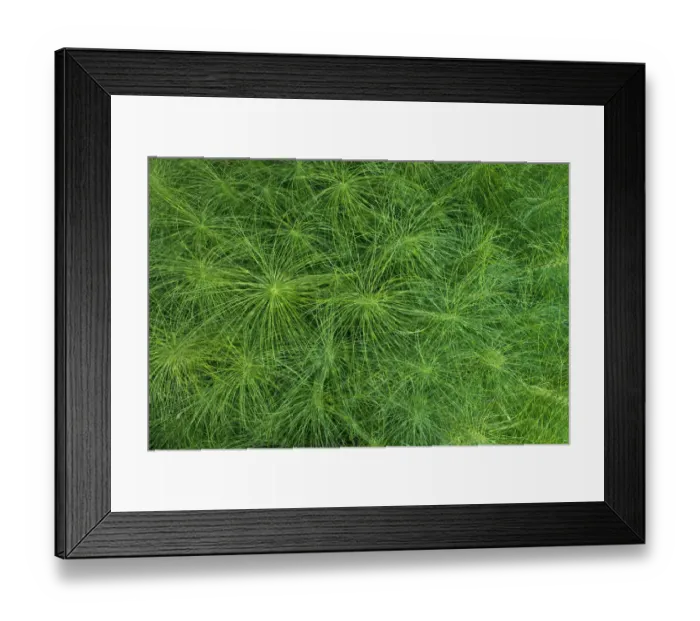 Framed Print : Great Horsetail -Equisetum telmateia-, Burgenland, Austria Framed Print : Great Horsetail -Equisetum telmateia-, Burgenland, Austria