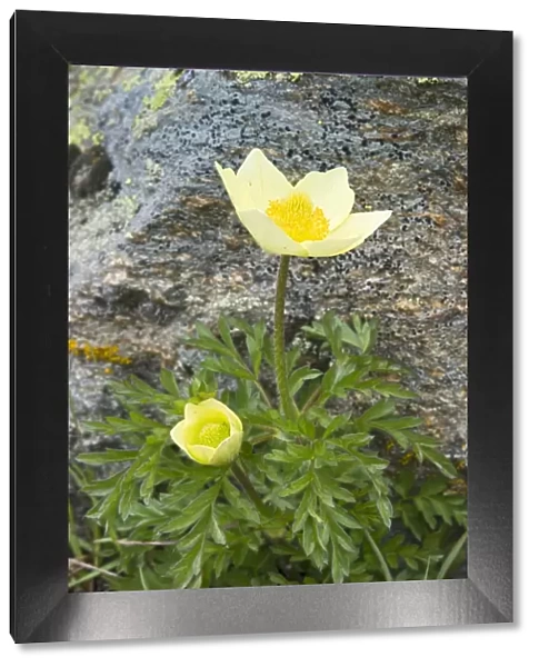 Alpine Anemone or Sulphur Anemone -Pulsatilla alpina ssp. Alpiifolia-, Kaunertal valley, Tyrol, Austria