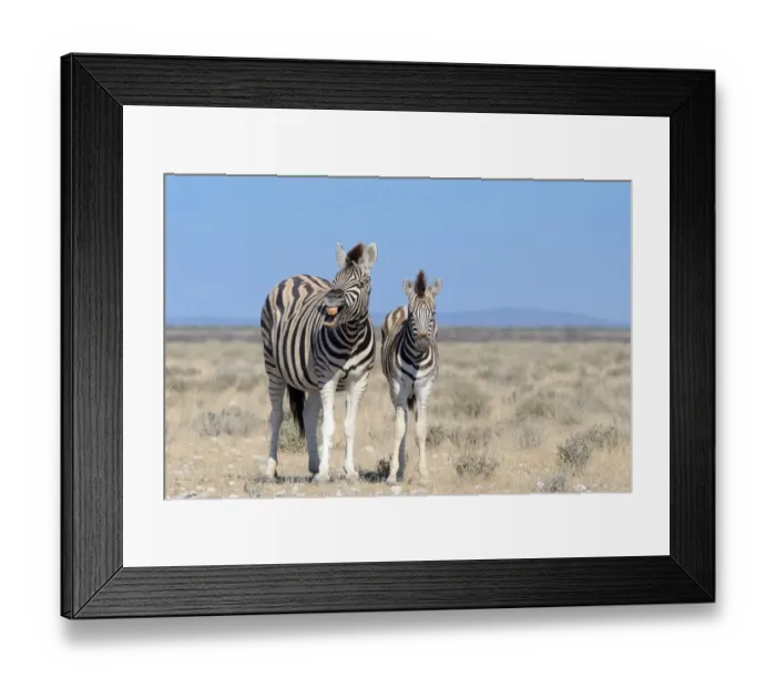 Framed Print : Burchells Zebras -Equus burchelli-, adult, whinnying, and foal, Etosha National Park, Namibia Framed Print : Burchells Zebras -Equus burchelli-, adult, whinnying, and foal, Etosha National Park, Namibia