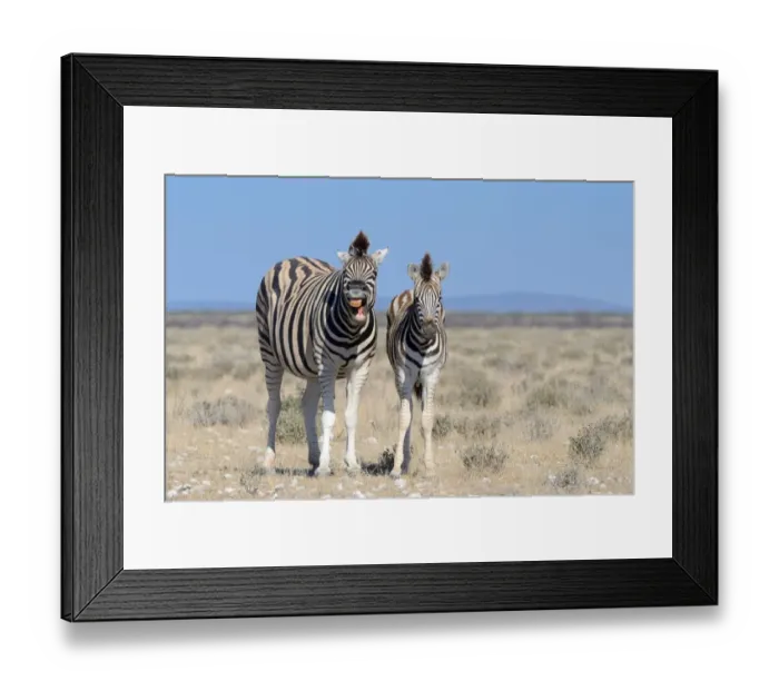 Framed Print : Burchells Zebras -Equus burchelli-, adult, whinnying, and foal, Etosha National Park, Namibia Framed Print : Burchells Zebras -Equus burchelli-, adult, whinnying, and foal, Etosha National Park, Namibia