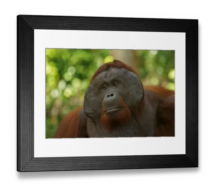 Framed Print : Bornean Orangutan -Pongo pygmaeus-, male, Tanjung Puting National Park, Central Kalimantan, Borneo, Indonesia Framed Print : Bornean Orangutan -Pongo pygmaeus-, male, Tanjung Puting National Park, Central Kalimantan, Borneo, Indonesia