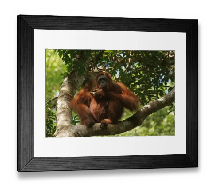Framed Print : Bornean Orangutan -Pongo pygmaeus-, Tanjung Puting National Park, Central Kalimantan, Borneo, Indonesia Framed Print : Bornean Orangutan -Pongo pygmaeus-, Tanjung Puting National Park, Central Kalimantan, Borneo, Indonesia