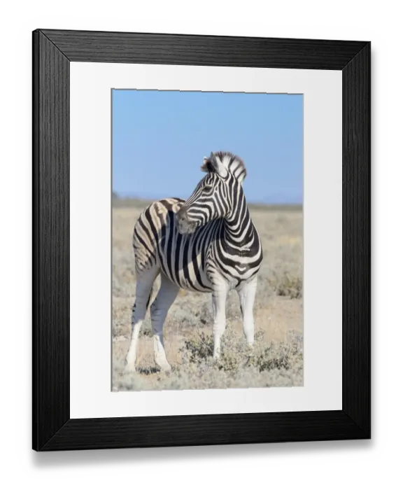 Framed Print : Burchells Zebra -Equus burchelli-, standing, Etosha National Park, Namibia
