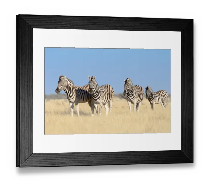 Framed Print : Burchells Zebras -Equus burchelli-, adults and foal, standing in dry grass, Etosha National Park, Namibia Framed Print : Burchells Zebras -Equus burchelli-, adults and foal, standing in dry grass, Etosha National Park, Namibia