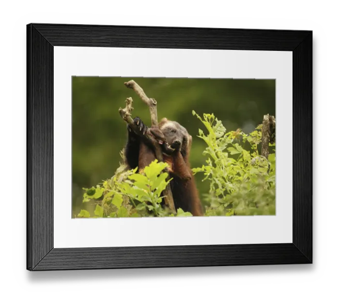 Framed Print : Wolverine -Gulo gulo- feeding on deerskin, captive, Norway Framed Print : Wolverine -Gulo gulo- feeding on deerskin, captive, Norway
