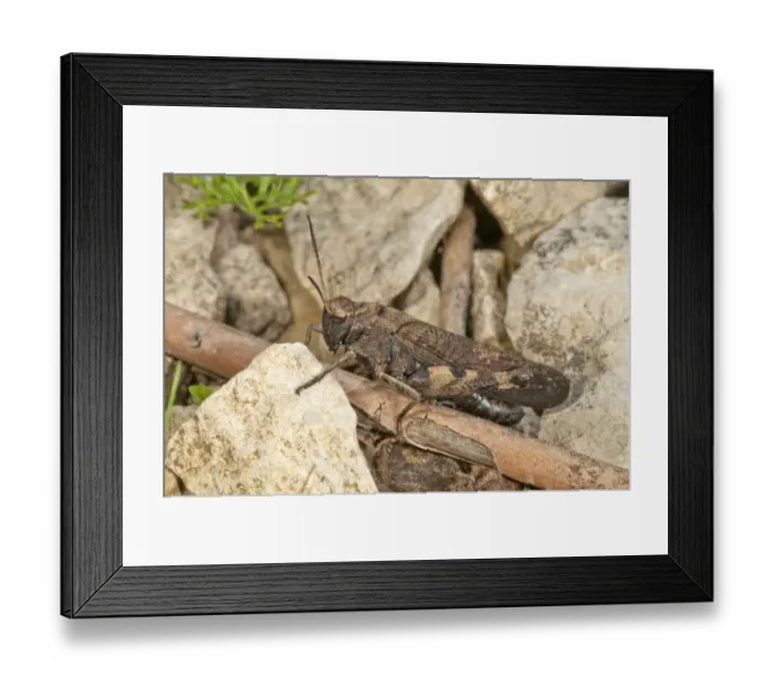 Framed Print : Rattle grasshopper -Psophus stridulus-, male, Baden-Wurttemberg, Germany