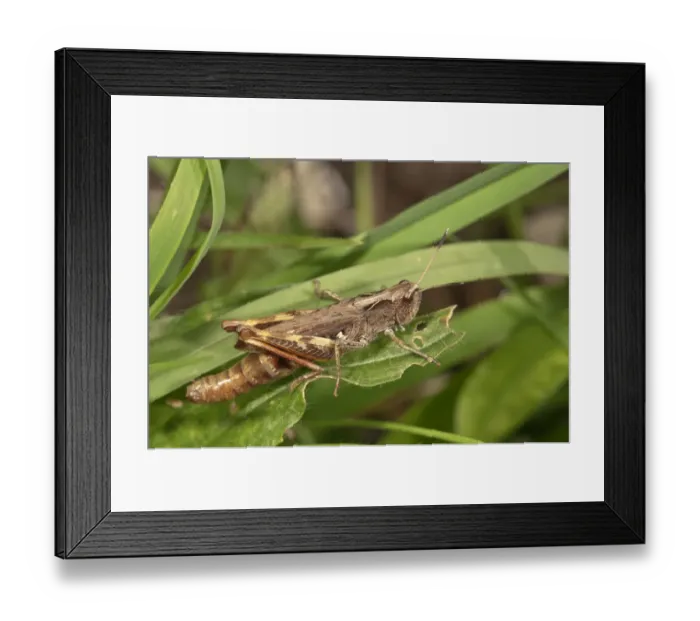 Framed Print : Rufous Grasshopper -Gomphocerippus rufus-, female larva, Baden-Wurttemberg, Germany Framed Print : Rufous Grasshopper -Gomphocerippus rufus-, female larva, Baden-Wurttemberg, Germany