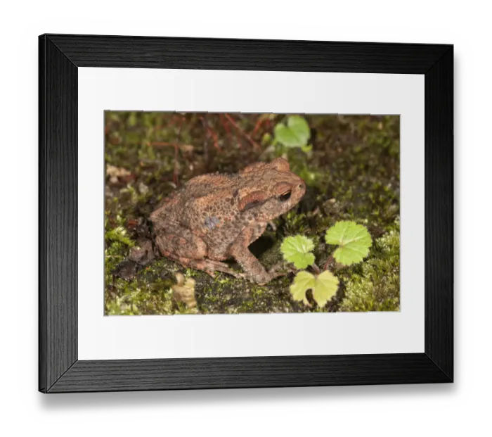 Framed Print : Common toad -Bufo bufo-, yearling at nocturnal foraging, Baden-Wurttemberg, Germany Framed Print : Common toad -Bufo bufo-, yearling at nocturnal foraging, Baden-Wurttemberg, Germany
