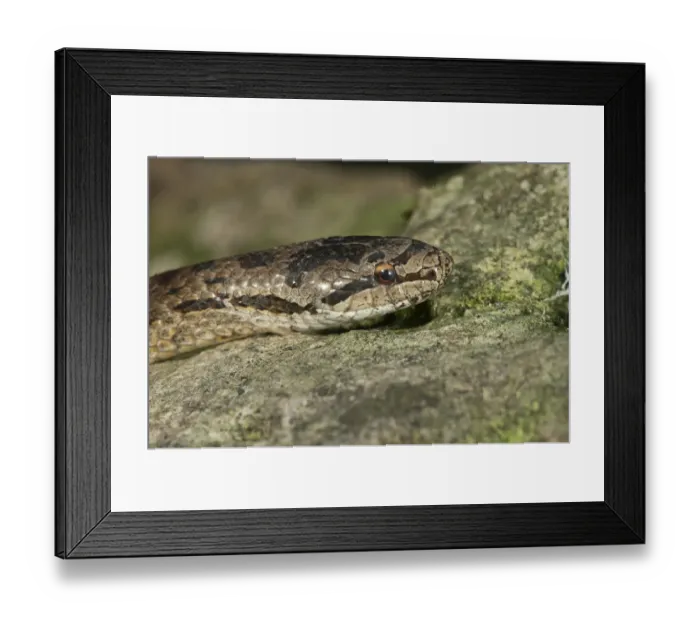 Framed Print : Smooth snake -Coronella austriaca-, Baden-Wurttemberg, Germany Framed Print : Smooth snake -Coronella austriaca-, Baden-Wurttemberg, Germany