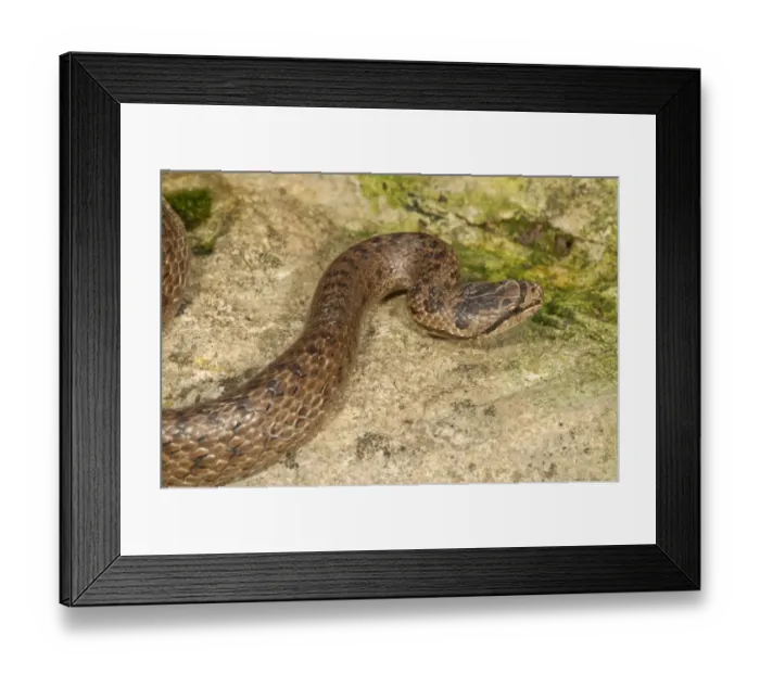 Framed Print : Smooth snake -Coronella austriaca-, Baden-Wurttemberg, Germany Framed Print : Smooth snake -Coronella austriaca-, Baden-Wurttemberg, Germany