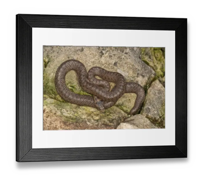 Framed Print : Smooth snake -Coronella austriaca- sunbathing, Baden-Wurttemberg, Germany