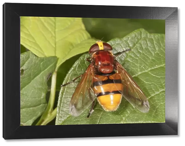 Hornet mimic hoverfly -Volucella zonaria-, female, Baden-Wurttemberg, Germany