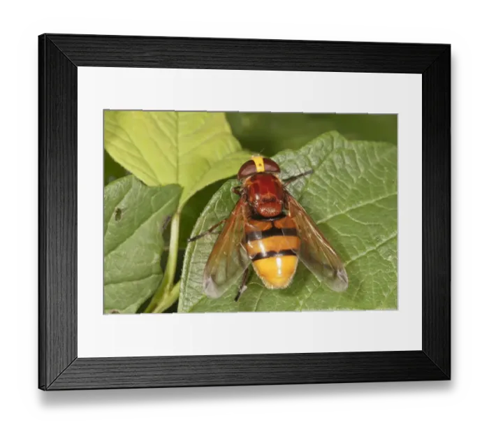 Framed Print : Hornet mimic hoverfly -Volucella zonaria-, female, Baden-Wurttemberg, Germany Framed Print : Hornet mimic hoverfly -Volucella zonaria-, female, Baden-Wurttemberg, Germany