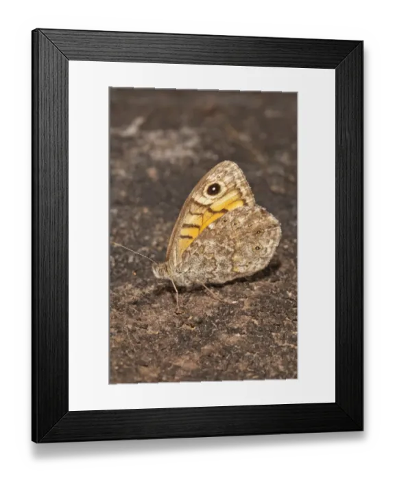 Framed Print : Wall Brown -Lasiommata megera-, outer side of wings, Baden-Wurttemberg, Germany Framed Print : Wall Brown -Lasiommata megera-, outer side of wings, Baden-Wurttemberg, Germany