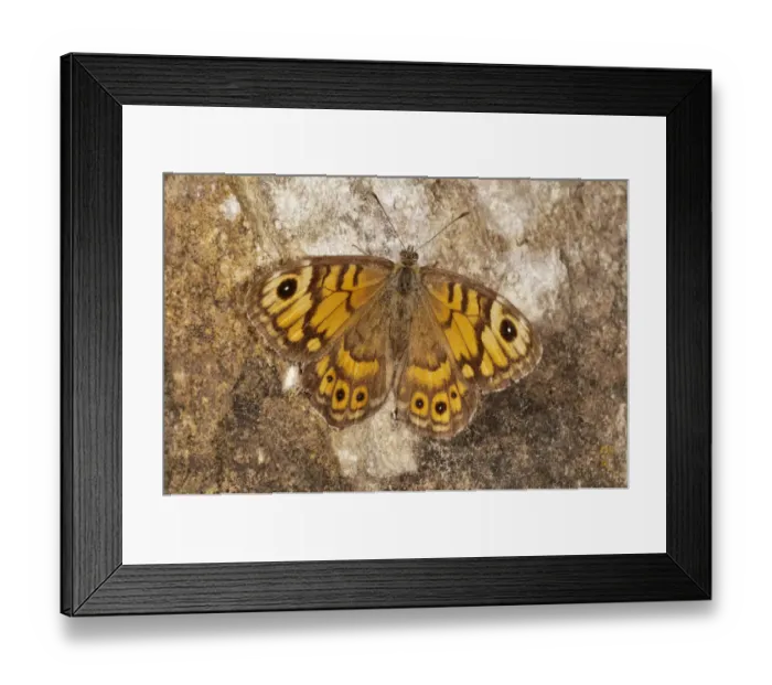 Framed Print : Wall Brown -Lasiommata megera-, Baden-Wurttemberg, Germany