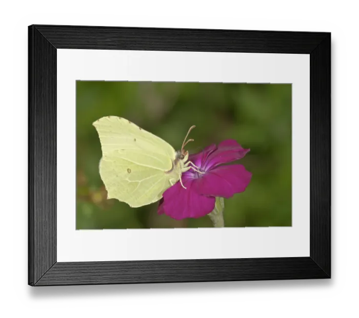 Framed Print : Brimstone -Gonepteryx rhamni-, sucking nectar at Rse Campion -Silene coronaria-, Baden-Wurttemberg, Germany Framed Print : Brimstone -Gonepteryx rhamni-, sucking nectar at Rse Campion -Silene coronaria-, Baden-Wurttemberg, Germany