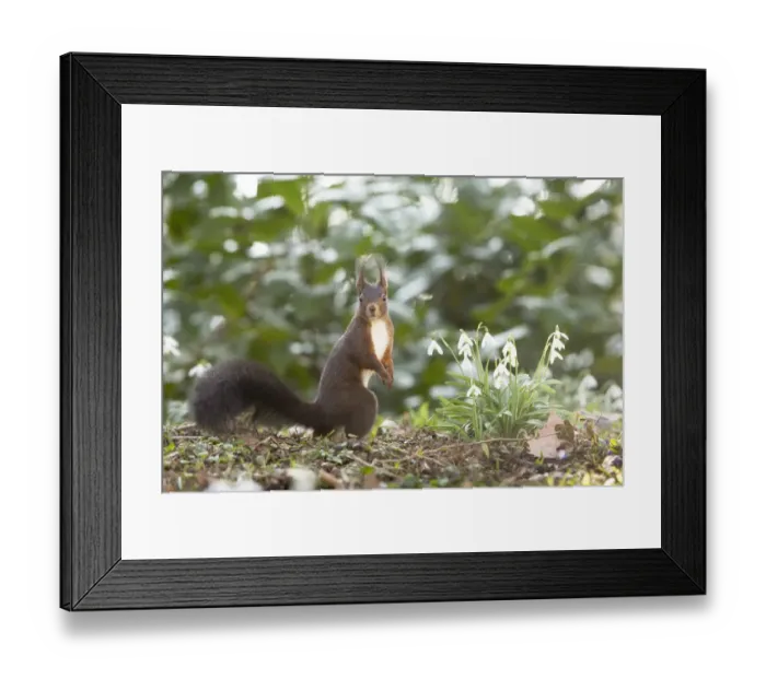Framed Print : Red Squirrel -Sciurus vulgaris- on a spring meadow, Baden-Wurttemberg, Germany Framed Print : Red Squirrel -Sciurus vulgaris- on a spring meadow, Baden-Wurttemberg, Germany