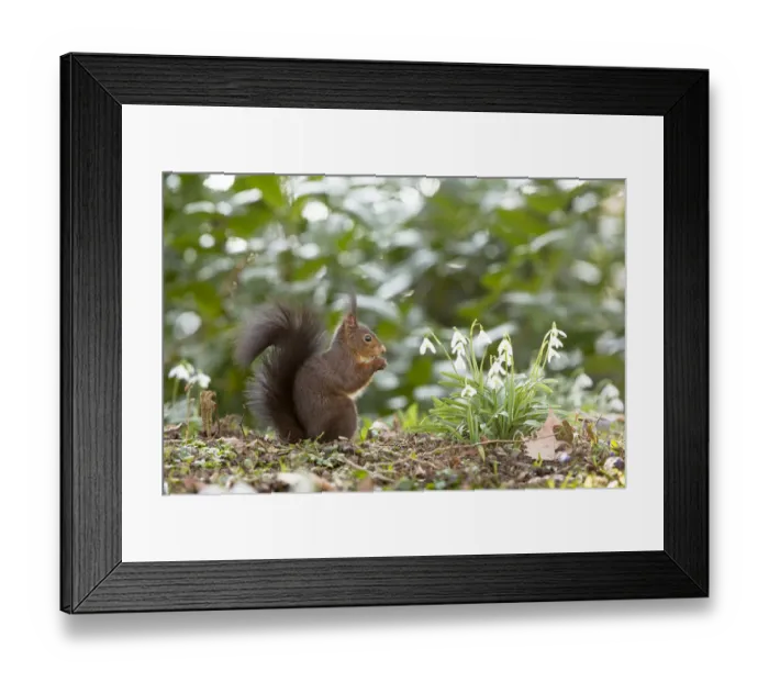 Framed Print : Red Squirrel -Sciurus vulgaris- on a spring meadow, Baden-Wurttemberg, Germany Framed Print : Red Squirrel -Sciurus vulgaris- on a spring meadow, Baden-Wurttemberg, Germany
