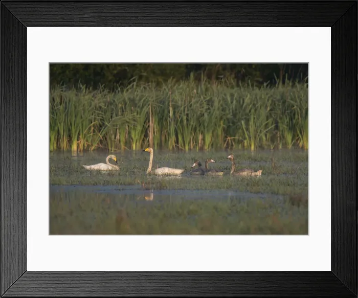 Framed Print : Whooper Swan -Cygnus cygnus-, Vastra Gotaland County, Sweden Framed Print : Whooper Swan -Cygnus cygnus-, Vastra Gotaland County, Sweden