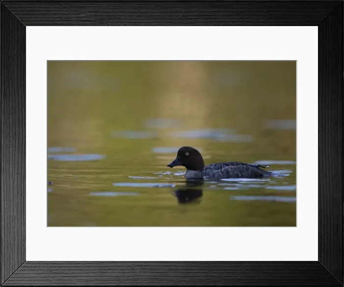 Framed Print : Common Goldeneye -Bucephala clangula-, Vastra Gotaland County, Sweden Framed Print : Common Goldeneye -Bucephala clangula-, Vastra Gotaland County, Sweden