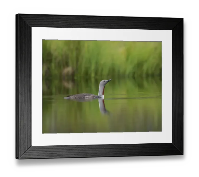 Framed Print : Red-throated loon -Gavia stellata-, Orebro Lan, Sweden Framed Print : Red-throated loon -Gavia stellata-, Orebro Lan, Sweden