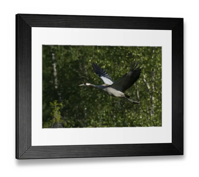 Framed Print : Common Crane -Grus grus-, Vastra Gotaland County, Sweden
