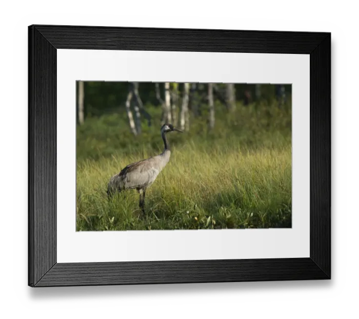 Framed Print : Common Crane -Grus grus-, Vastra Gotaland County, Sweden Framed Print : Common Crane -Grus grus-, Vastra Gotaland County, Sweden