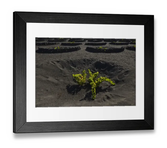 Framed Print : Worldwide unique viniculture, vines growing in dry pits on volcanic ash, lava, wine growing region of La Geria, Lanzarote, Canary Islands, Spain Framed Print : Worldwide unique viniculture, vines growing in dry pits on volcanic ash, lava, wine growing region of La Geria, Lanzarote, Canary Islands, Spain