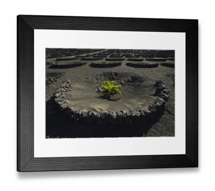 Framed Print : Worldwide unique viniculture, vines growing in dry pits on volcanic ash, lava, wine growing region of La Geria, Lanzarote, Canary Islands, Spain Framed Print : Worldwide unique viniculture, vines growing in dry pits on volcanic ash, lava, wine growing region of La Geria, Lanzarote, Canary Islands, Spain