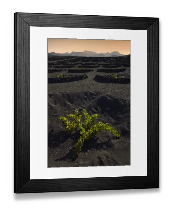 Framed Print : Worldwide unique cultivation method, dry cultivation, enarenado method, on volcanic ash, lava, wine growing region of La Geria, Los Ajaches mountains at the back, Lanzarote, Canary Islands, Spain Framed Print : Worldwide unique cultivation method, dry cultivation, enarenado method, on volcanic ash, lava, wine growing region of La Geria, Los Ajaches mountains at the back, Lanzarote, Canary Islands, Spain