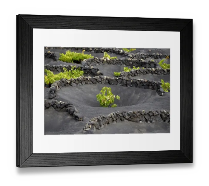 Framed Print : Worldwide unique viniculture, vines growing in dry pits on volcanic ash, lava, wine growing region of La Geria, Lanzarote, Canary Islands, Spain