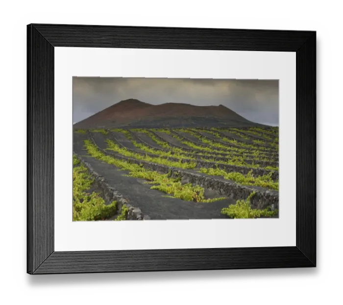 Framed Print : Rare rain clouds, worldwide unique viniculture, vines growing in dry pits on volcanic ash, lava, wine growing region of La Geria, Lanzarote, Canary Islands, Spain Framed Print : Rare rain clouds, worldwide unique viniculture, vines growing in dry pits on volcanic ash, lava, wine growing region of La Geria, Lanzarote, Canary Islands, Spain