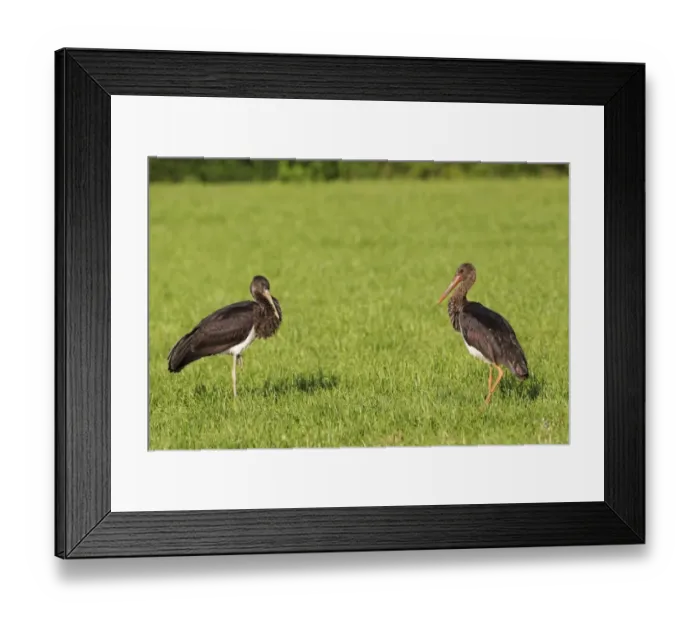 Framed Print : Black Storks -Ciconia nigra-, juvenile bird, left, adult bird, right, Allgau, Bavaria, Germany Framed Print : Black Storks -Ciconia nigra-, juvenile bird, left, adult bird, right, Allgau, Bavaria, Germany