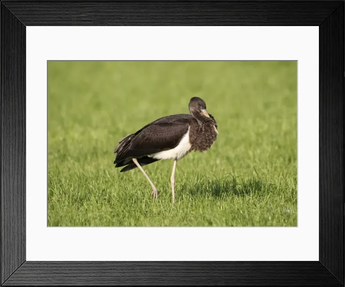 Framed Print : Black Stork -Ciconia nigra-, juvenile bird on a meadow, Allgau, Bavaria, Germany Framed Print : Black Stork -Ciconia nigra-, juvenile bird on a meadow, Allgau, Bavaria, Germany