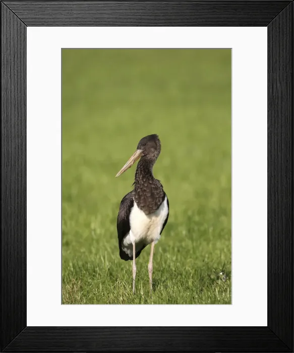 Framed Print : Black Stork -Ciconia nigra-, juvenile bird on a meadow, Allgau, Bavaria, Germany Framed Print : Black Stork -Ciconia nigra-, juvenile bird on a meadow, Allgau, Bavaria, Germany