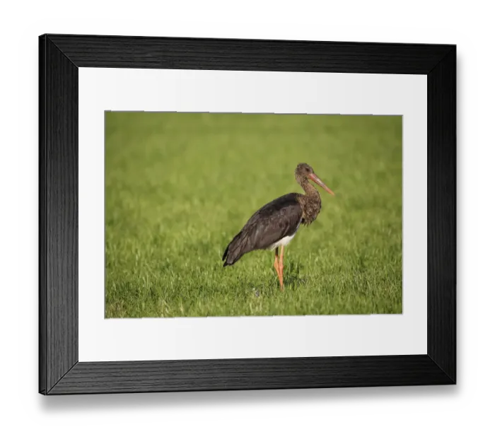 Framed Print : Black Stork -Ciconia nigra-, adult bird on a meadow, Allgau, Bavaria, Germany Framed Print : Black Stork -Ciconia nigra-, adult bird on a meadow, Allgau, Bavaria, Germany