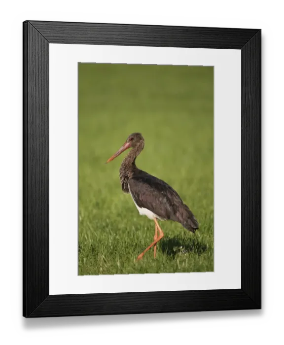 Framed Print : Black Stork -Ciconia nigra-, adult bird walking on a meadow, Allgau, Bavaria, Germany