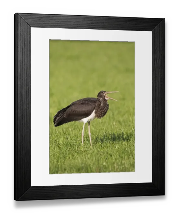 Framed Print : Black Stork -Ciconia nigra-, juvenile bird swallowing an earthworm, Allgau, Bavaria, Germany Framed Print : Black Stork -Ciconia nigra-, juvenile bird swallowing an earthworm, Allgau, Bavaria, Germany