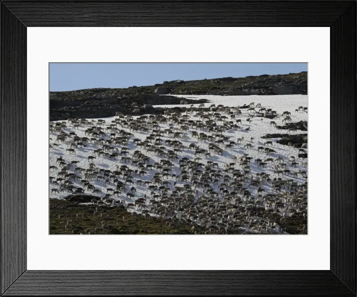 Framed Print : Reindeer -Rangifer tarandus- crossing a snowfield, North Norway, Norway Framed Print : Reindeer -Rangifer tarandus- crossing a snowfield, North Norway, Norway