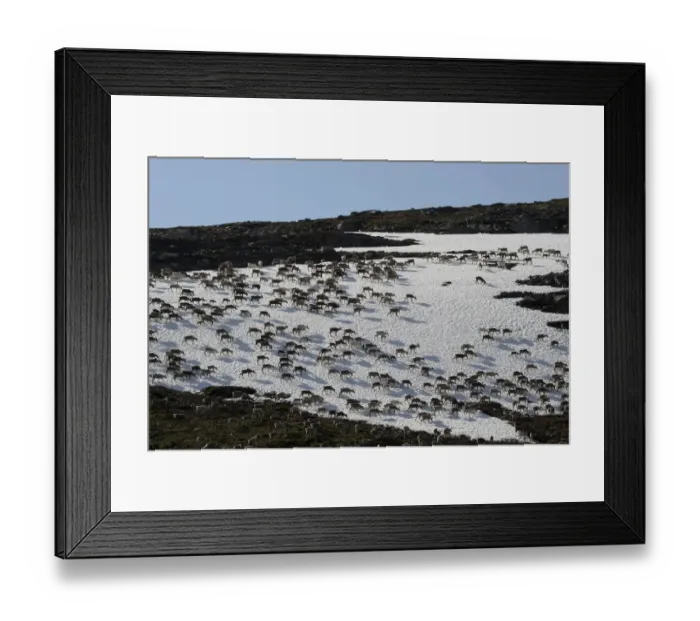 Framed Print : Reindeer -Rangifer tarandus- crossing a snowfield, North Norway, Norway Framed Print : Reindeer -Rangifer tarandus- crossing a snowfield, North Norway, Norway