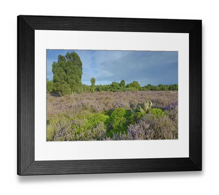 Framed Print : Heather in bloom in a juniper grove, Emsland, Lower Saxony, Germany