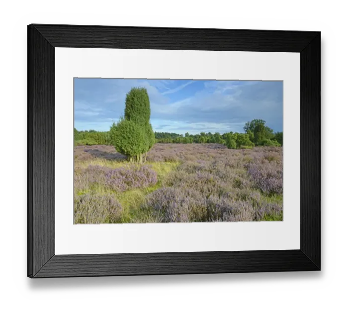 Framed Print : Heather in bloom in a juniper grove, Emsland, Lower Saxony, Germany Framed Print : Heather in bloom in a juniper grove, Emsland, Lower Saxony, Germany