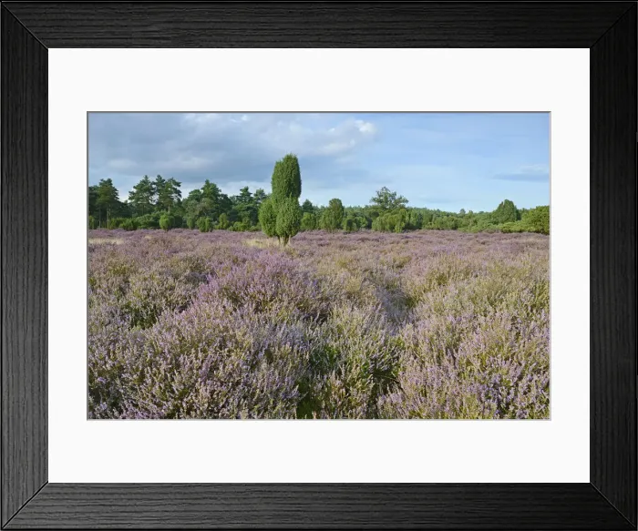 Framed Print : Heather in bloom in a juniper grove, Emsland, Lower Saxony, Germany