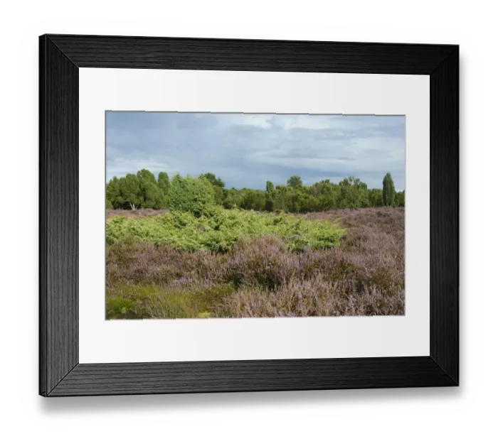 Framed Print : Heather in bloom in a juniper grove, Emsland, Lower Saxony, Germany